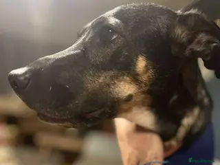 Mixed Breed dogs Anthi - in UK Foster (Colchester) - Advert 1