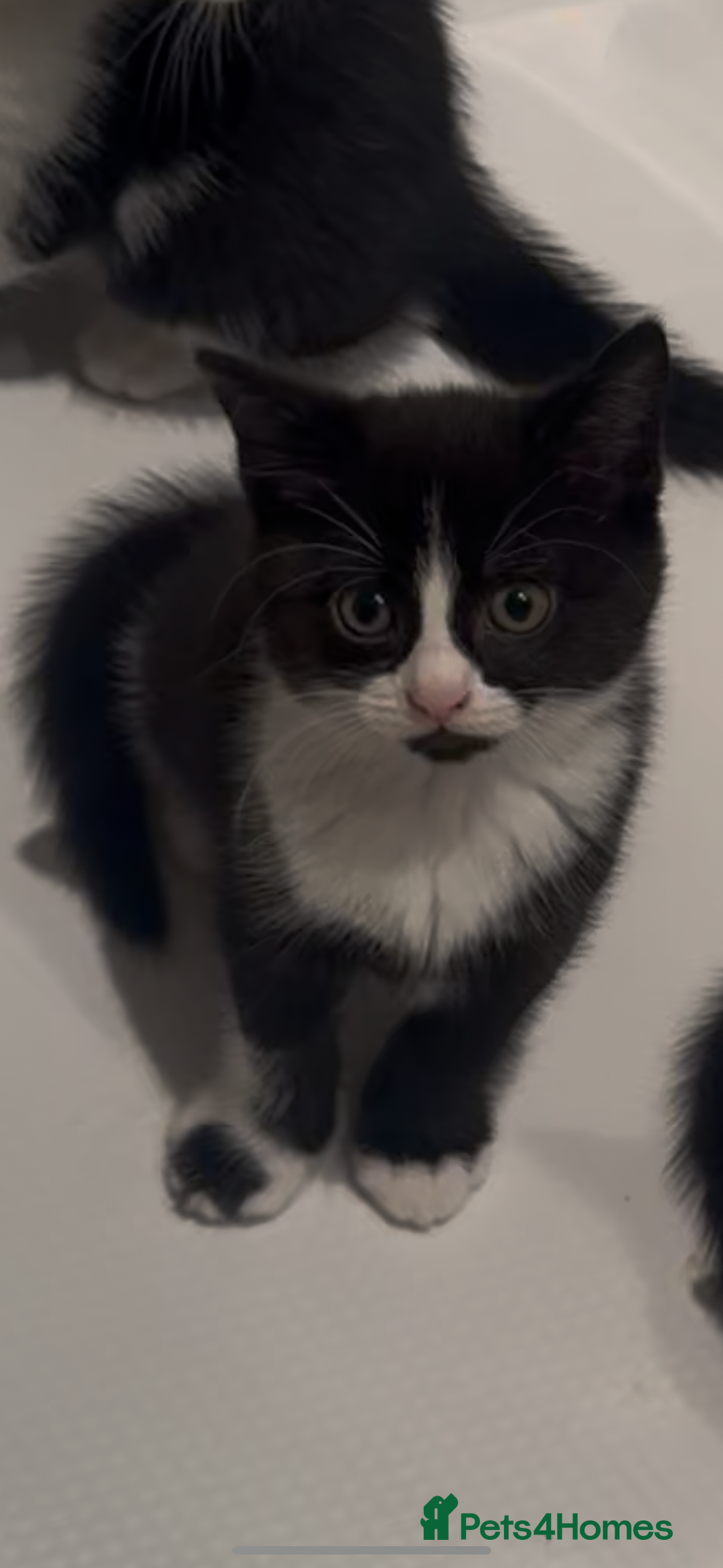 Mixed Breed cats for sale: 12-Week-Old Kittens Ready for Their Forever Homes - Image 7