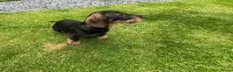 Dachshund dogs for sale: Standard Wirehaired Dachshund Puppy - Advert 5