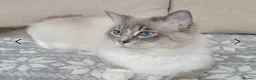 Ragdoll cats for sale: Stunning litter of Ragdoll kittens - Advert 13