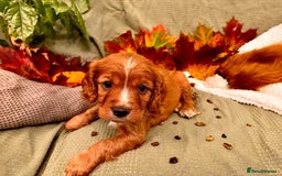 Mixed Breed dogs for sale: Cockapoo/Cavapoo Mix Puppies Available 10 Nov 25 - Image 17