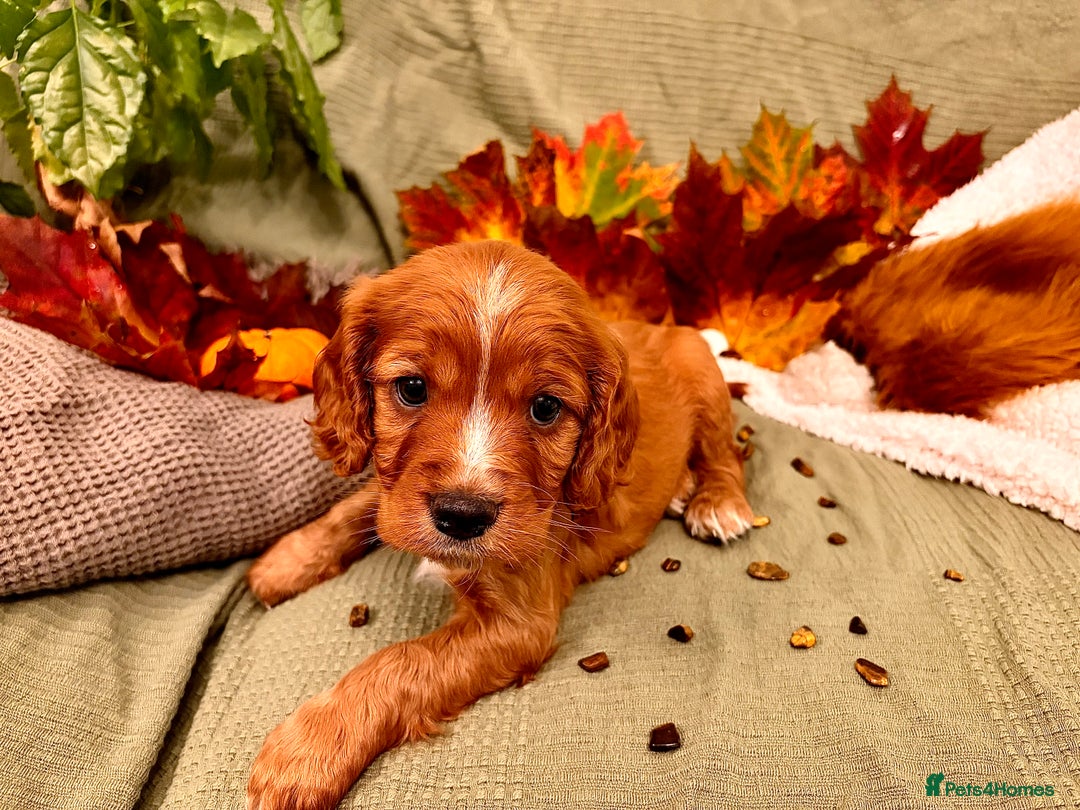 Mixed Breed dogs for sale: Cockapoo/Cavapoo Mix Puppies Available 10 Nov 25 - Image 17