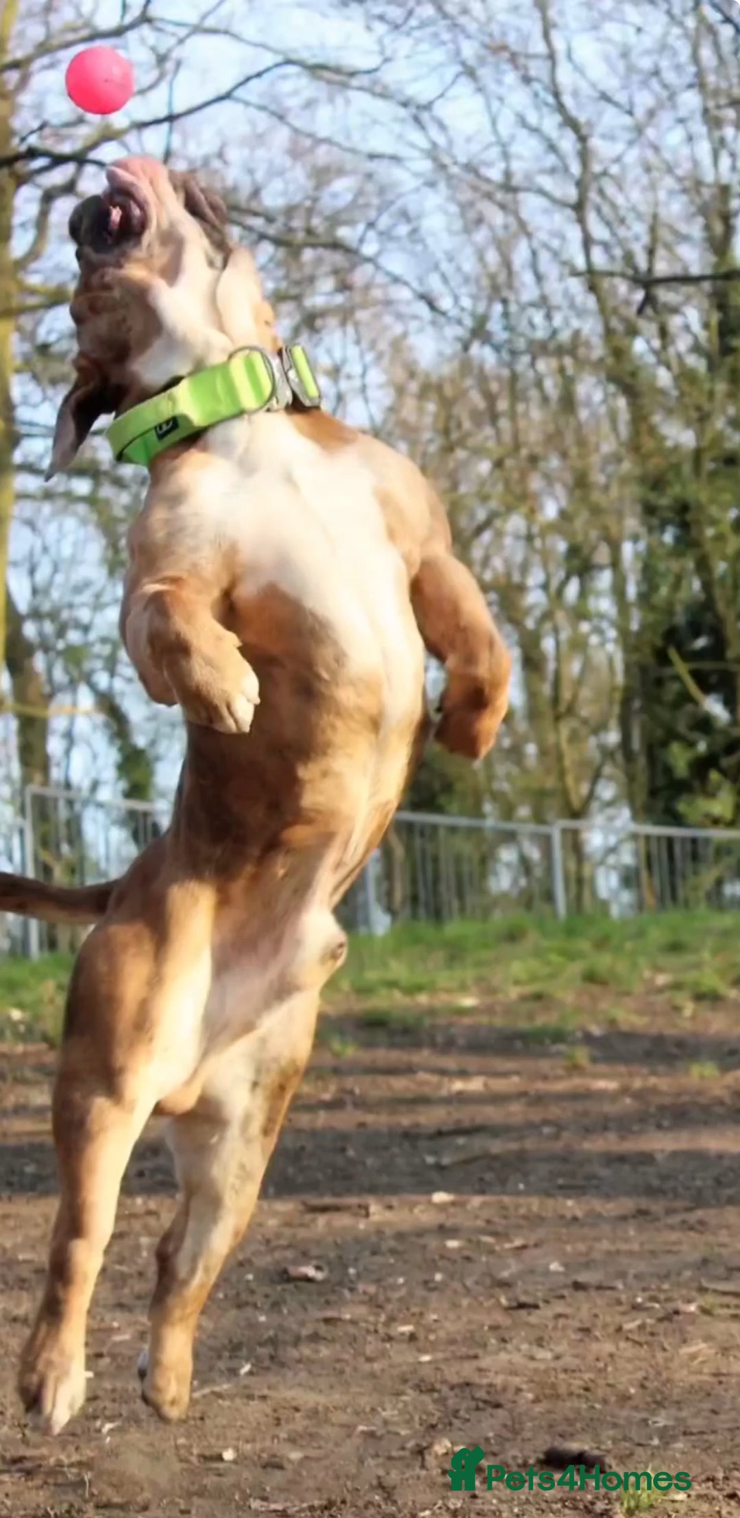 Olde English Bulldogge dogs for stud: 2 olde English bulldogs brothers for stud - Image 12