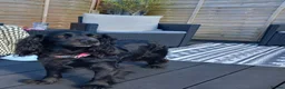 Cockapoo dogs for sale: Cockapoo puppies for sale south wales - Advert 7