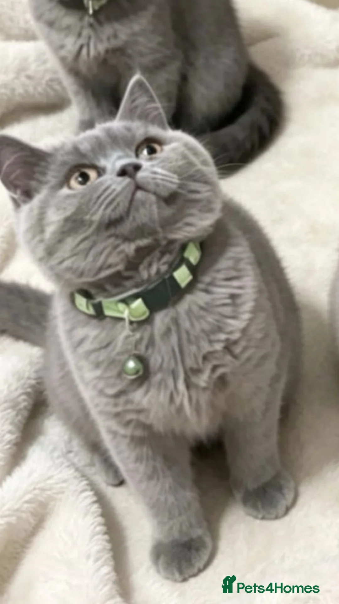 British Shorthair cats for sale: Gccf British shorthaired kittens  - Advert 7