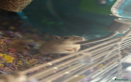 Gerbil rodents for sale: 2 male bonded gerbils looking for a new home - Advert 1