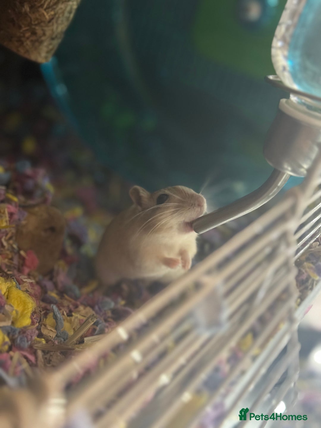 Gerbil rodents for sale: 2 male bonded gerbils looking for a new home - Advert 1