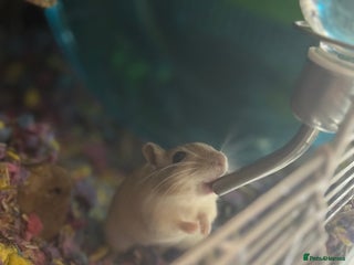 Gerbil rodents 2 male bonded gerbils looking for a new home - Advert 1