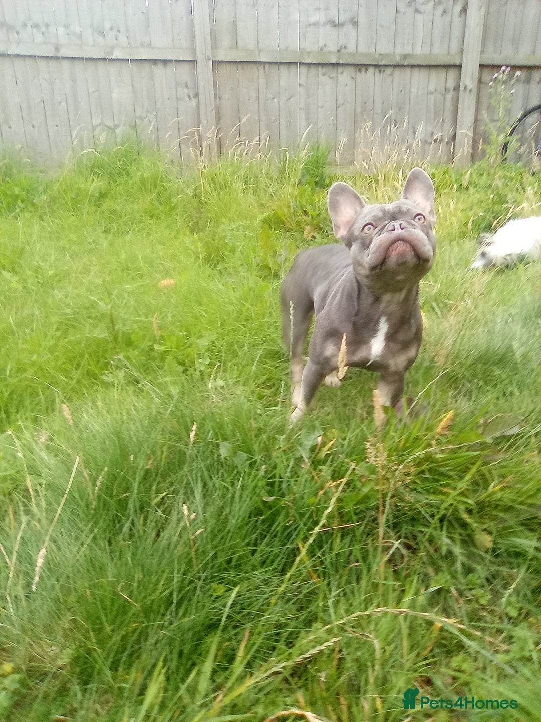 French Bulldog dogs for sale: French bulldog lilac - Image 5