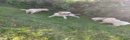 Golden Retriever dogs for sale: 9 stunning golden retriever puppies  - Advert 8