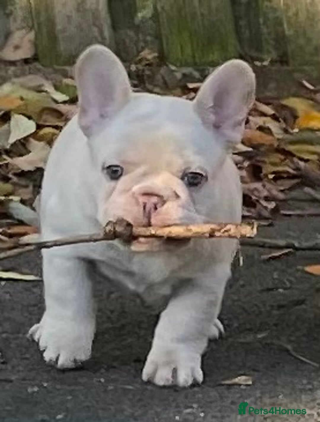 French Bulldog dogs for sale: KC REGISTERED QUALITY FRENCH BULLDOG PUPPIES  - Advert 1