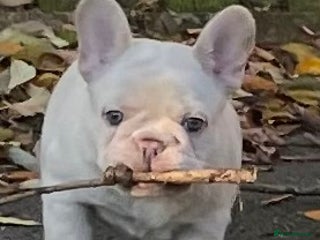 French Bulldog dogs KC REGISTERED QUALITY FRENCH BULLDOG PUPPIES - Advert 6