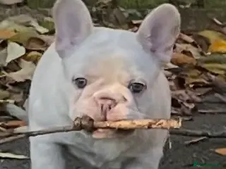 French Bulldog dogs KC REGISTERED QUALITY FRENCH BULLDOG PUPPIES - Advert 3