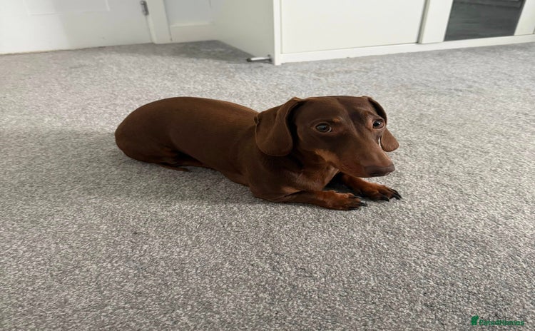 Miniature Dachshund dogs - Advert 2
