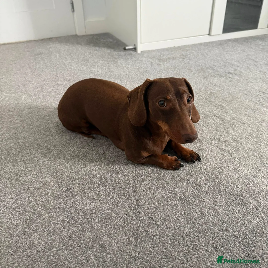Miniature Dachshund dogs for stud: Chocolate & Tan Miniature Dachshund  - Advert 2