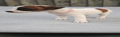 Plummer Terrier 3
