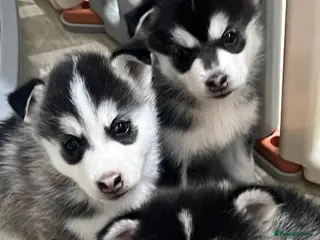 Pomsky dogs 3 F3 Pomskies Available - Advert 1