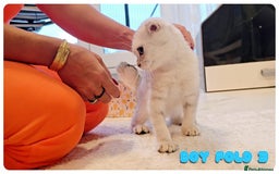 Scottish Fold cats for sale: Adorable scottish fold kittens - Image 14