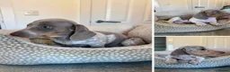 Miniature Dachshund dogs for sale: ⭐️ REDUCED ⭐️ Isabella & Tan Mini dachshund pups  - Advert 1