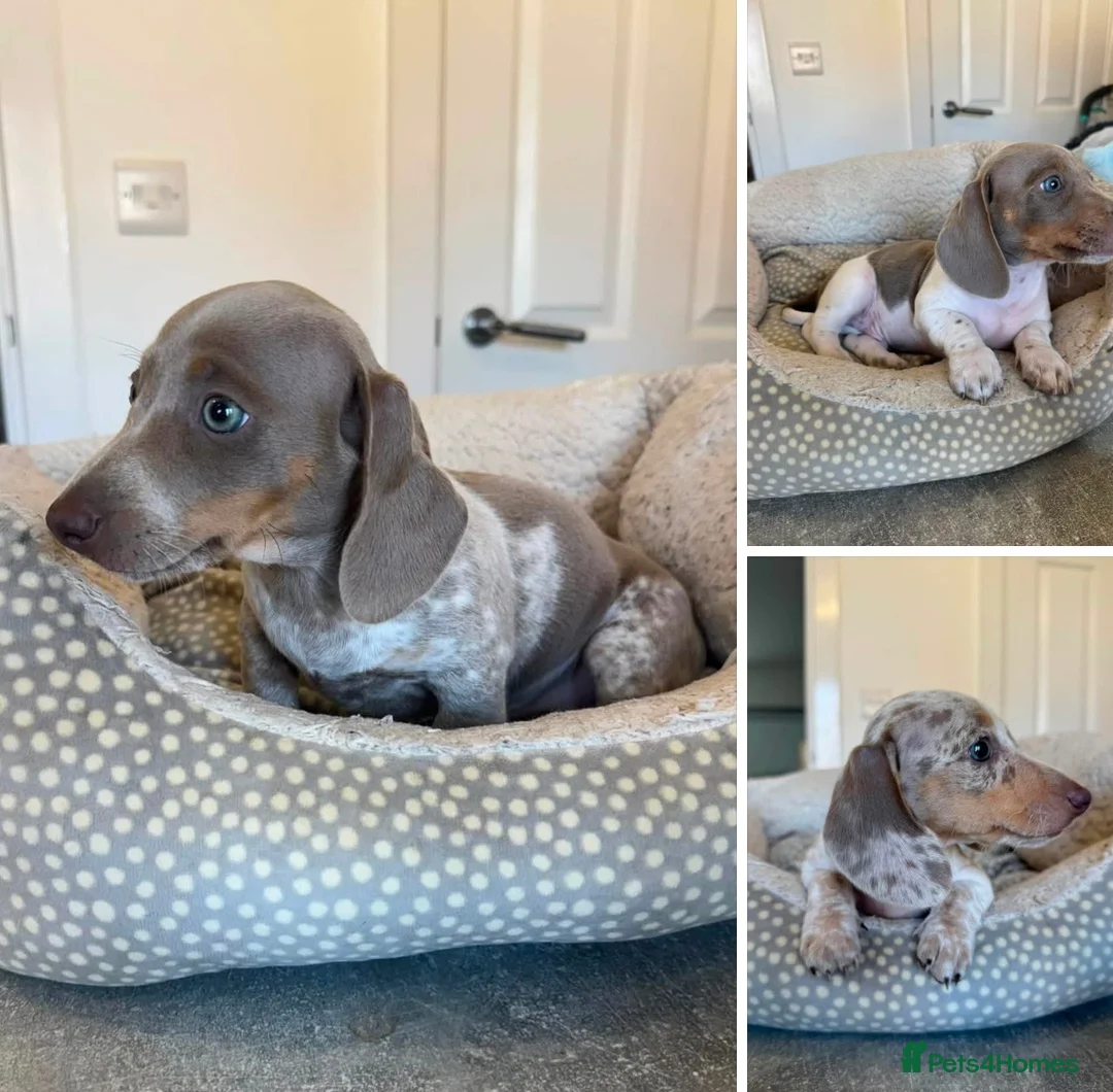 Miniature Dachshund dogs for sale: ⭐️ REDUCED ⭐️ Isabella & Tan Mini dachshund pups  - Advert 1