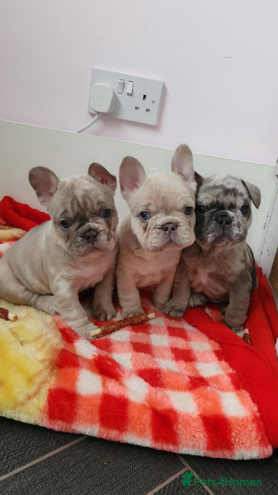 French Bulldog dogs French bulldog - Advert 2