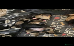 Rottweiler dogs for sale: Big Chunky litter of 7 Rottweilers  - Image 4