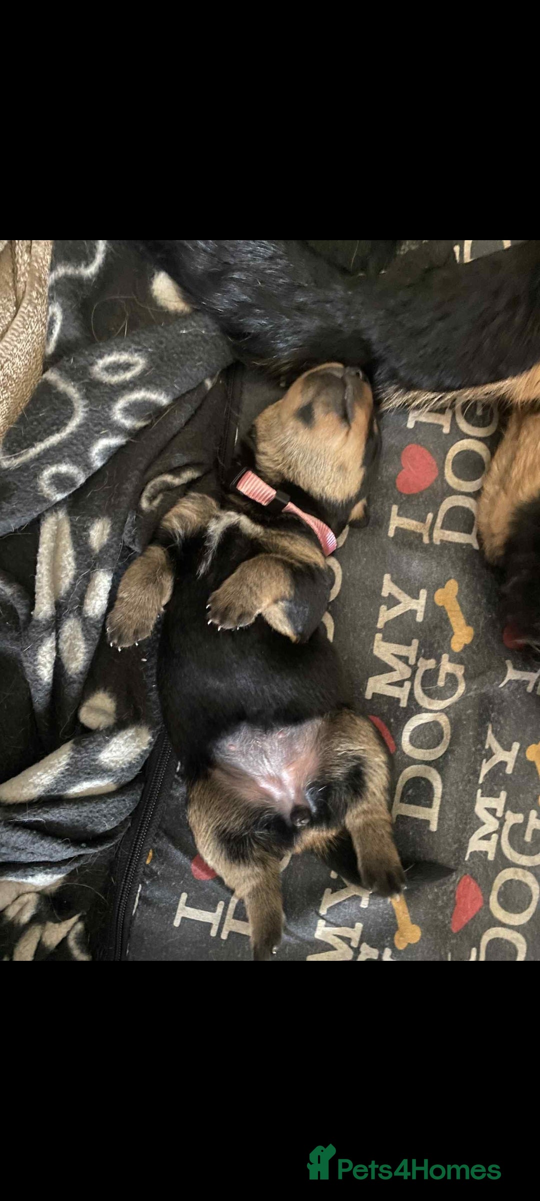 Rottweiler dogs for sale: Big Chunky litter of 7 Rottweilers  - Image 4