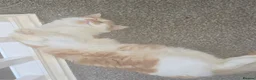 British Longhair cats for sale: Meet Kaya - Advert 11