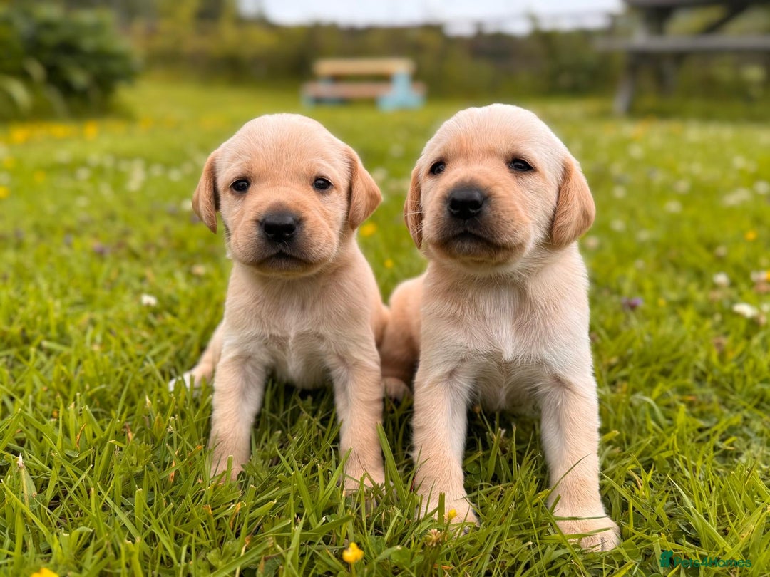 Labrador Retriever dogs for sale: Healthy Adorable kC registered Labrador puppies  - Image 5