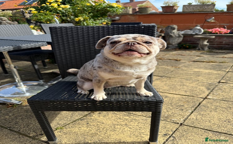 Pug dogs in Bognor Regis - Advert 12