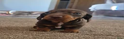 Miniature Dachshund dogs for sale: Quality miniature dachshunds - Advert 4