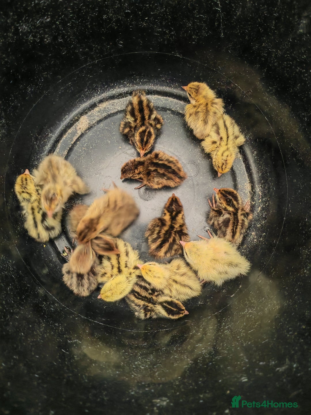 Chickens poultry for sale: USA silkie, jumbo coturnix, celadon quails - Image 7