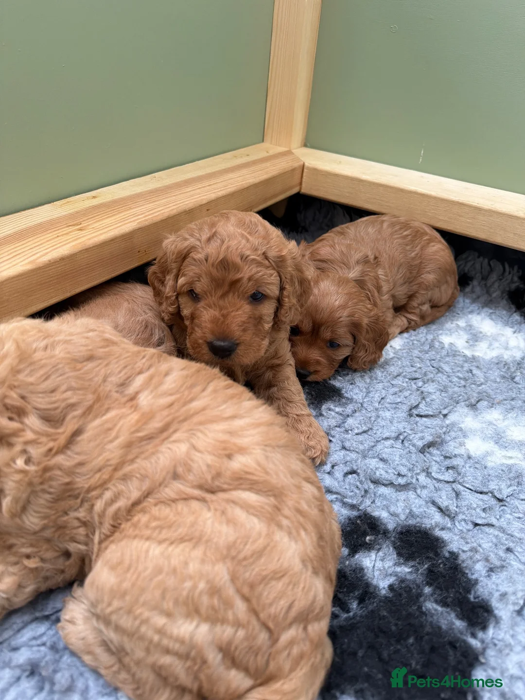 Cavapoo dogs for sale: Beautiful red cavapoo puppies  - Advert 2