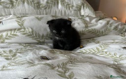 Ragdoll cats for sale: Scottish fold kittens  - Image 4