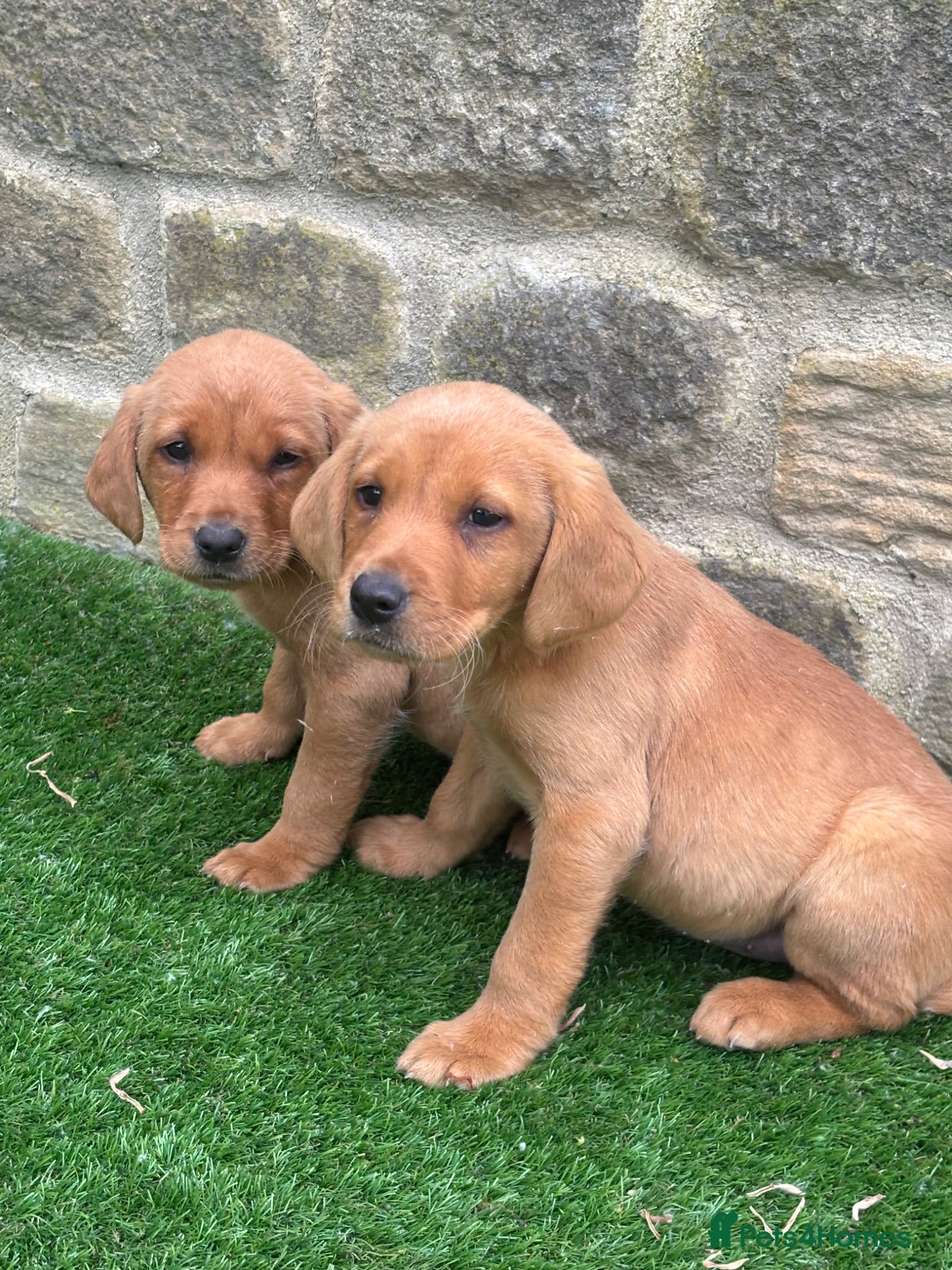 Labrador Retriever dogs READY NOW STUNNING RED LABRADOR PUPPYS - Advert 1