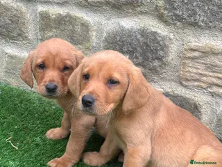 Labrador Retriever dogs READY NOW STUNNING RED LABRADOR PUPPYS - Advert 2