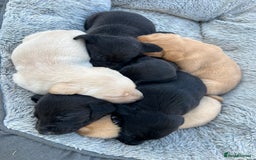 Labrador Retriever dogs for sale: Pedigree KC Reg Labrador puppies - Image 4