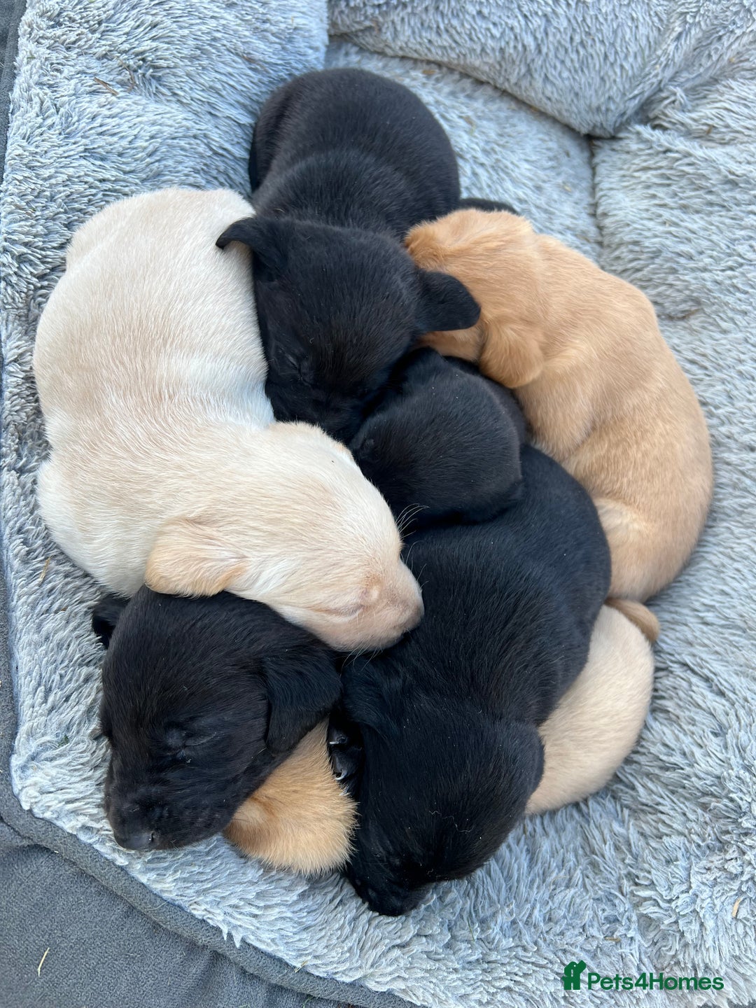 Labrador Retriever dogs for sale: Pedigree KC Reg Labrador puppies - Image 4