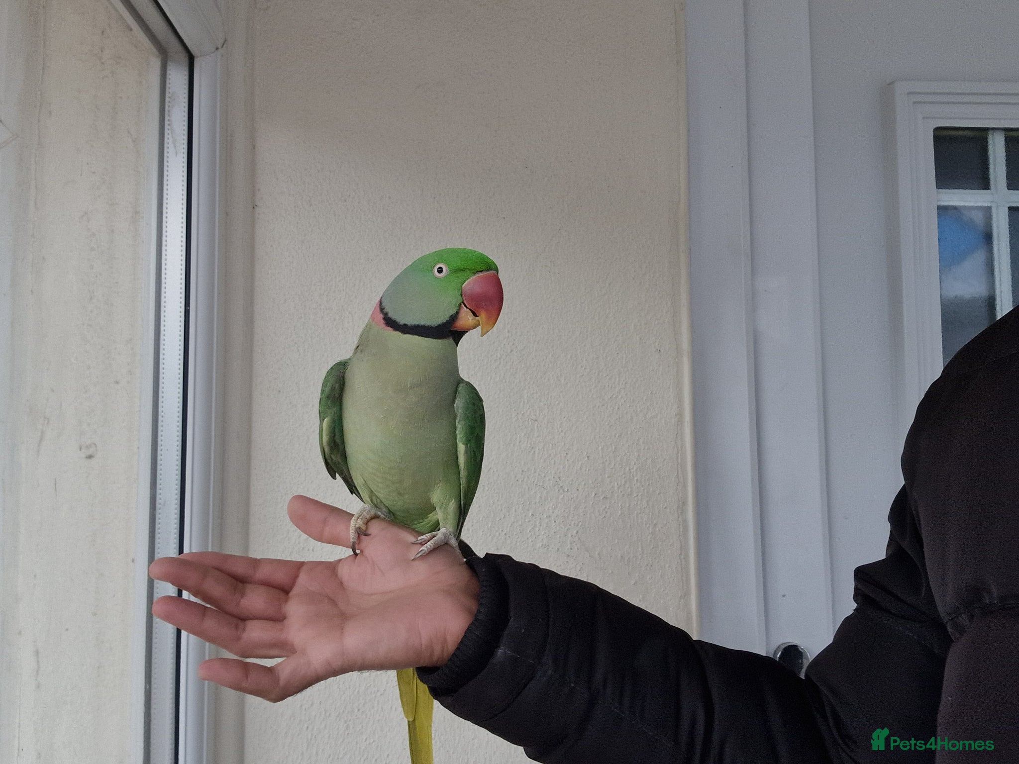 Parrots birds Super Tamed Alexanderian Parrot for sale - Advert 4