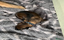 German Shepherd dogs for sale: German Shepherd puppies - Advert 5