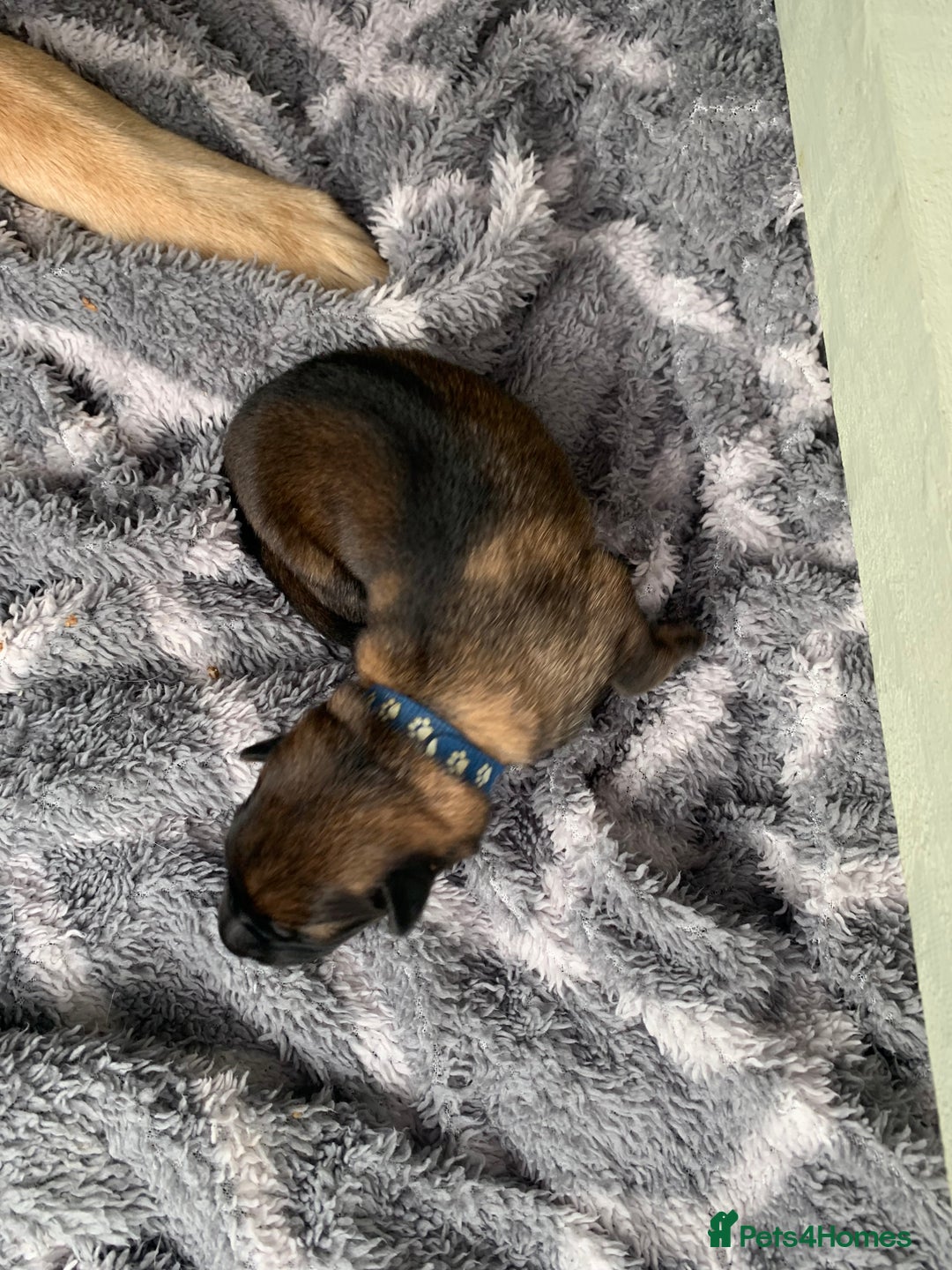 German Shepherd dogs for sale: German Shepherd puppies - Advert 5