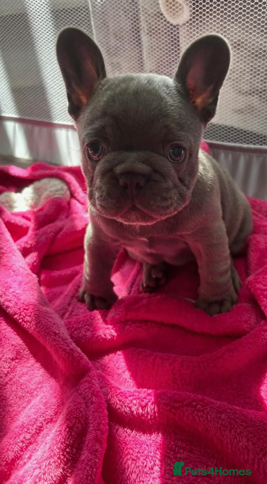 French Bulldog dogs for sale: Prince and princess  - Advert 13