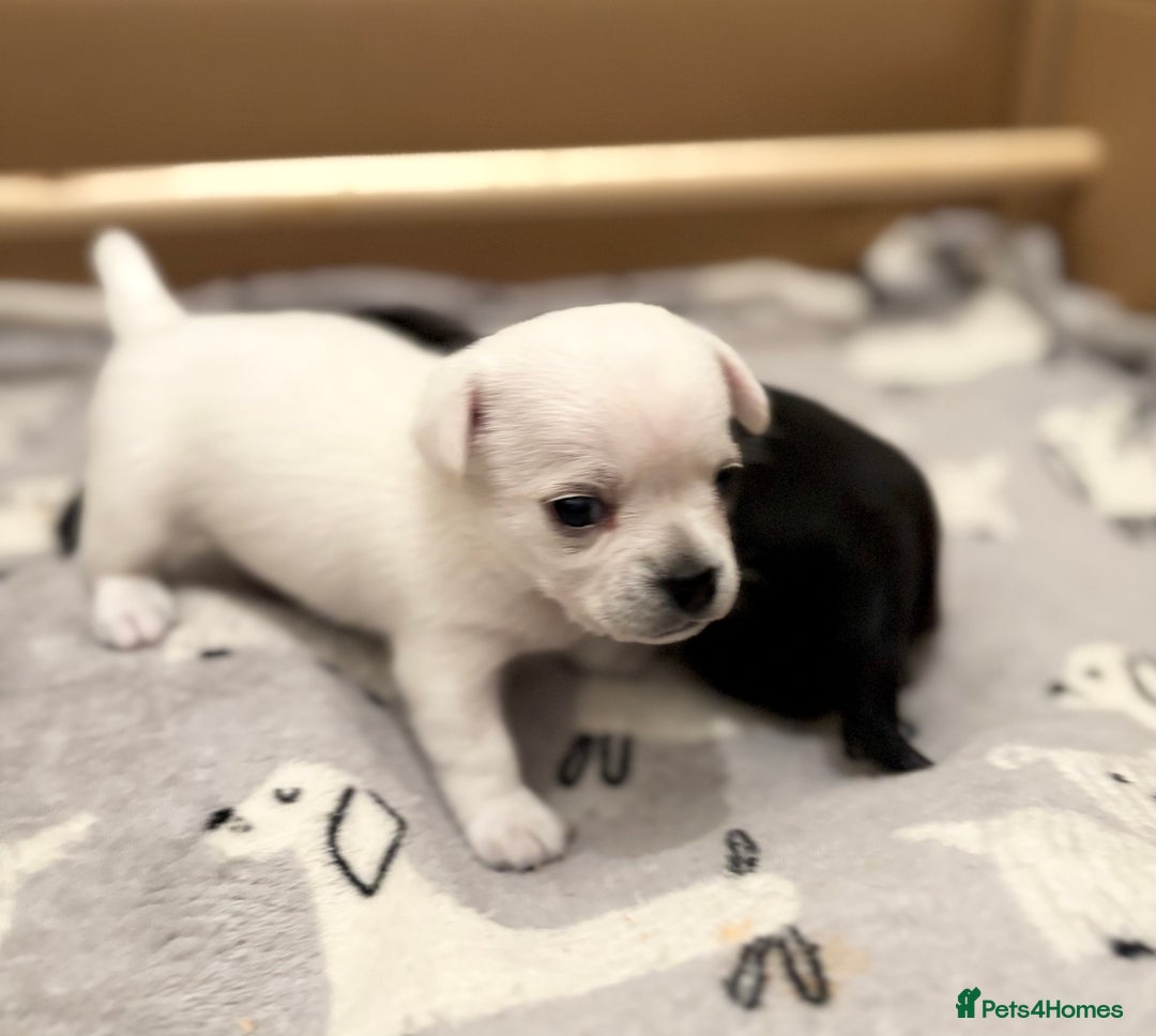 Chihuahua dogs for sale: Beautiful Chihuahua Puppies - Advert 1