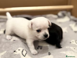 Chihuahua dogs Beautiful Chihuahua Puppies - Advert 3