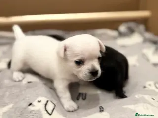 Chihuahua dogs Beautiful Chihuahua Puppies - Advert 2