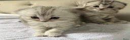 Scottish Fold cats for sale: Scottish Fold kittens  - Advert 14