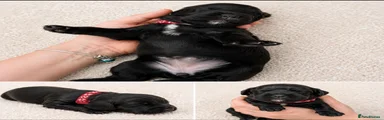 Cocker Spaniel 5