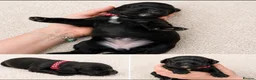 Cocker Spaniel dogs for sale: KC Registered FTCH bloodline Working Cocker Pups - Advert 22