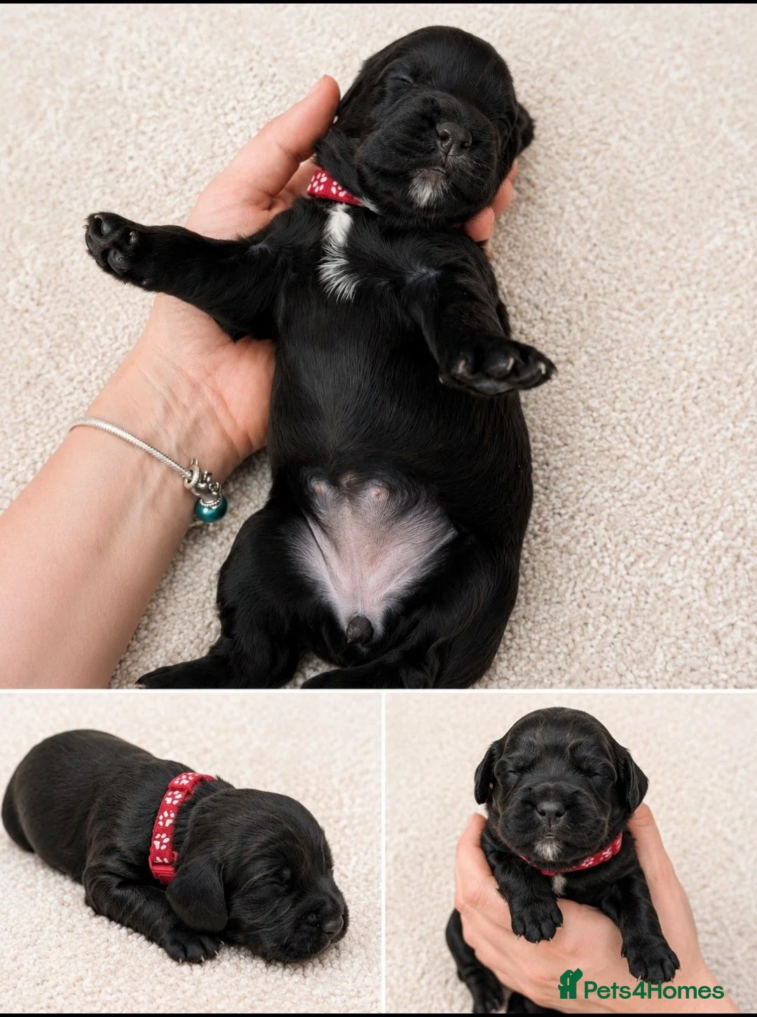 Cocker Spaniel dogs for sale: KC Registered FTCH bloodline Working Cocker Pups - Advert 22