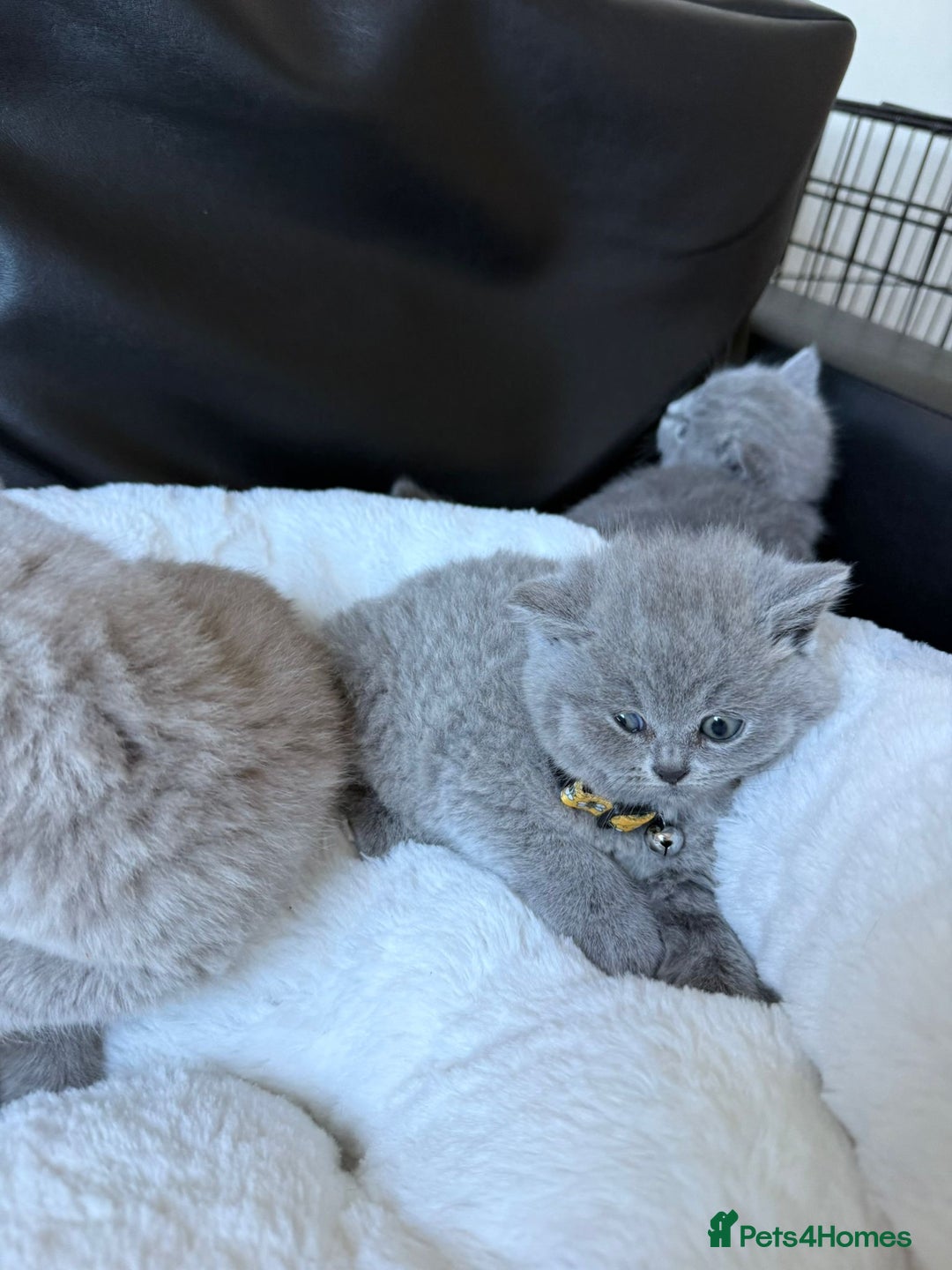 British Shorthair cats for sale: 5 beautiful British Shorthair Girls for sale - Advert 7
